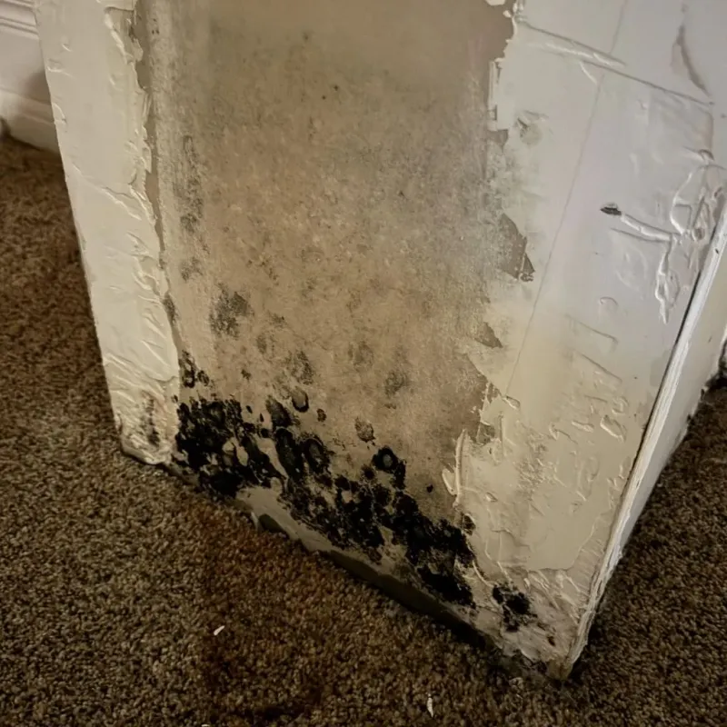 Professional Mold Removal in Mendon, MA